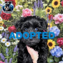 ADOPTED - Black male Miniature Schnauzer puppy in Spruce Pine, North Carolina from Schnauzers of Blue Ridge