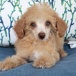 Spice - Apricot Poodle puppy in Mabelvale, Arkansas from Durham's Designer Poos