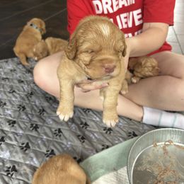 Derby - Red Nova Scotia Duck Tolling Retriever puppy in Urbana, Ohio from Chimay Kennels