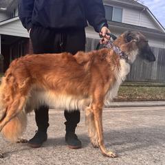 Juliet - Borzoi