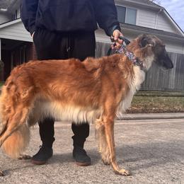 Juliet - Borzoi