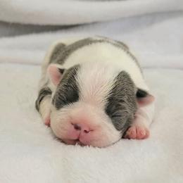 Boston Terrier Puppies from White Valley Boston Terriers