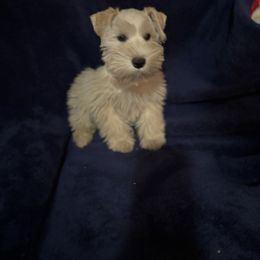 Helga's wheaten male - Wheaten male Miniature Schnauzer puppy in Beaumont, Texas from Hannalori’s Lil Schnauzer Cuties