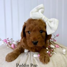 Bernedoodle, Cavapoo, Goldendoodle, and Poodle Puppies from Gypsi Doodles & Poodles
