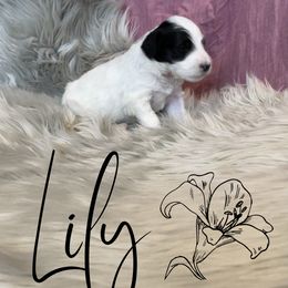 Bernedoodle and Poodle Puppies from Salty Standards