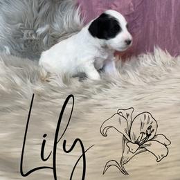 Bernedoodle and Poodle Puppies from Salty Standards