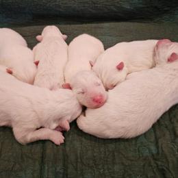 AKC Boy 'Mochi' - White male Samoyed puppy in Tombstone, Arizona from High Lonesome