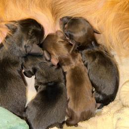 Chocolate and Cream - Chocolate and cream male Dachshund puppy in Harmony, North Carolina from Schuster Haus