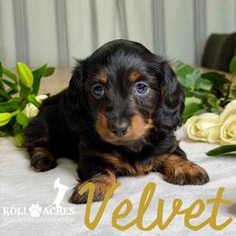 Velvet - AKC - Silky - Black and tan female Dachshund puppy in Kemp, Texas from Koli Acres