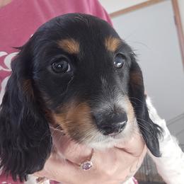 Dachshund Puppies from Pamela Merritt