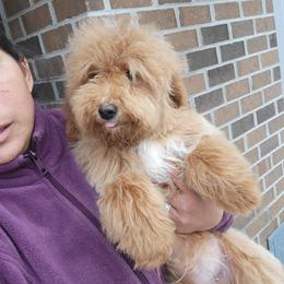 Moxie - Apricot female Goldendoodle puppy in Milwaukwe, Wisconsin from Wisconsin Doodles