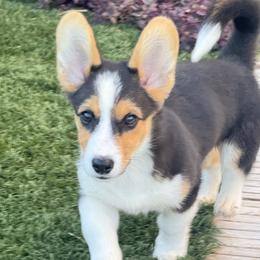 J Boy - Red male Pembroke Welsh Corgi puppy in Sacramento, California from 777 Corgis