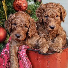 Labradoodles from Cumberland Labradoodles