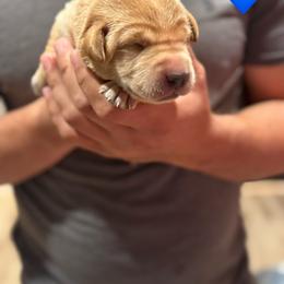 Blue Male - Yellow male Labrador Retriever puppy in Franklin, Virginia from Oak Hollow Retrievers