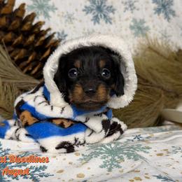 August - Black and tan male Dachshund puppy in Wooldridge, Missouri from Royal Bloodline Canines