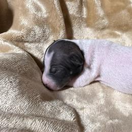 Boy 3 - male American Hairless Terrier puppy in Buckingham, Illinois from Gaus Hof