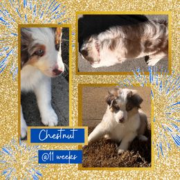Miniature American Shepherd Puppies from Soul Stone Kennels