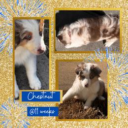 Miniature American Shepherd Puppies from Soul Stone Kennels