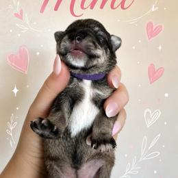 Mimi - Salt and pepper female Miniature Schnauzer puppy in Westminster, Colorado from Happy Schnauzer
