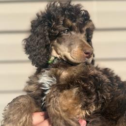 Maple - Brown female Poodle puppy in Grovetown, Georgia from PND Kennel