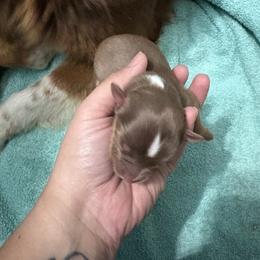 Girl 3 - Red tri-color female Australian Shepherd puppy in Lubbock, Texas from REKN’ Kennel Aussies