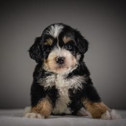 Female 5 - Tri-color female Bernedoodle puppy in Caldwell, Idaho from Boise Doodle Co.