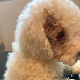 Australian Labradoodle puppies from South Shore Labradoodles