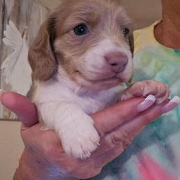 Boy 3 - Fawn (Isabella) male Dachshund puppy in Port Charlotte, Florida from Vicki's Dachshund Crossing