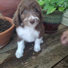 Aussiedoodle and Miniature Australian Shepherd Puppies from Aussies Acre