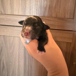 Solid black female 2 - Black female Goldendoodle puppy in Vallejo, California from Well Rooted Doodles