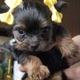 Bulldogs and Yorkshire Terriers from Happy Paw's And Tail's