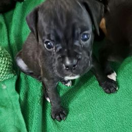 Pink - Brindle female Boxer puppy in Franklin, Georgia from Lakeside Kennels of Franklin