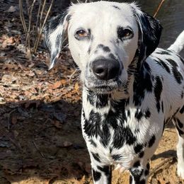 Boba - Dalmatian