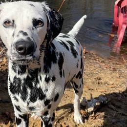 Boba - Dalmatian