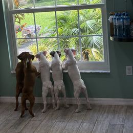 Boxer puppies from Seas The Day