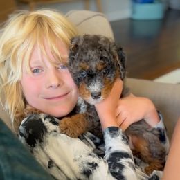 Latte - Blue merle male Bernedoodle puppy in Washougal, Washington from Sandy Creek Bernedoodles