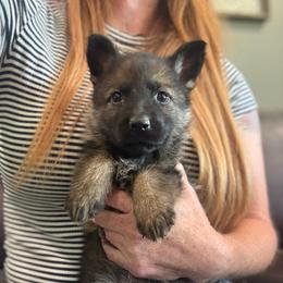 Green collar - Sable female German Shepherd puppy in Canterbury, Connecticut from Nachtwaechter German Shepherds, LLC
