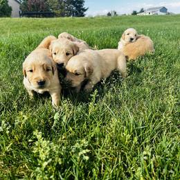 Golden Retriever puppies from Jana Belanger