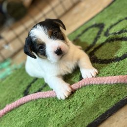 Girl 2 - Tri-color female Russell Terrier puppy in Oklahoma from Elite Russell Terriers