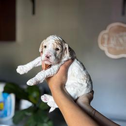 Storm - Parti male Poodle puppy in Lake Village, Indiana from Kennings Poodles and Company