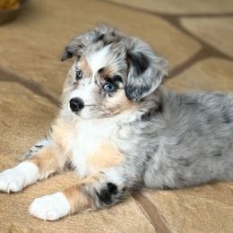 Tasha - Blue merle Miniature Australian Shepherd puppy in Fort Myers, Florida from Gilmore Aussie Posse of Florida Pure-bred Miniature Australian Shepherds