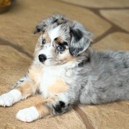 Tasha - Blue merle Miniature Australian Shepherd puppy in Fort Myers, Florida from Gilmore Aussie Posse of Florida Pure-bred Miniature Australian Shepherds