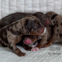 Treasure - Merle female Cavapoo puppy in Beckley, West Virginia from By Design Doodles