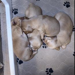 Dachshund Puppies from Cajun Pawfection