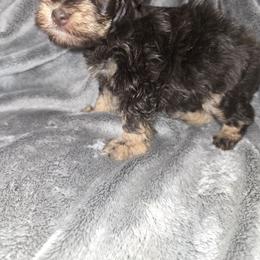 Girl 2 - Liver female Miniature Schnauzer puppy in Calera, Alabama from Burnett Cove Kennels