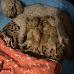Sheepadoodle Puppies from Doodles of Central Arkansas