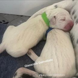 Dalmatian Puppies from Glasscock Dalmatians