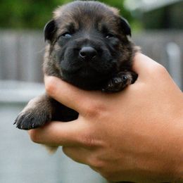 Boy 4 - German Shepherd puppy in Tamiami, Florida from Vom MontHaus