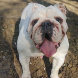 French Bulldogs and Olde English Bulldogges from South Central Bulldogs