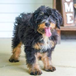 Lydia (socialization program grad) - Tri-color female Bernedoodle puppy in Dundee, Ohio from Down Home Doodle